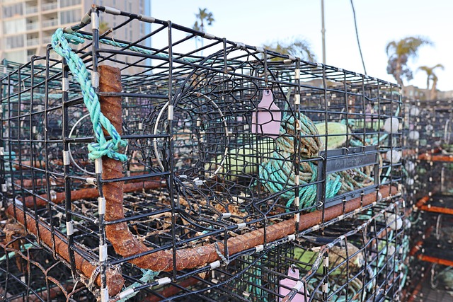 Free Crab Crab Pots photo and picture