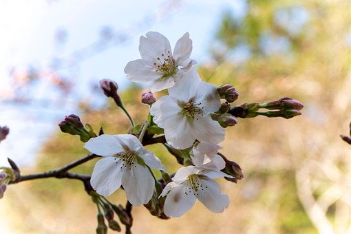 Cerezo, Primavera, Flores, Close Up
