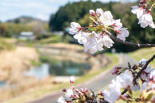 Cerezo, Primavera, Flores, Close Up