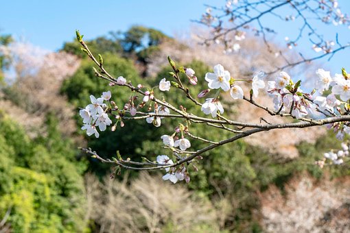 Cerezo, Primavera, Flores, Natural