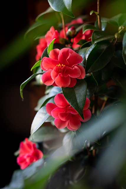 Blomst, Blomst Baggrund, Plante, Blade