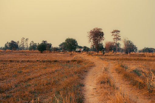 Free Cornfield Meadow photo and picture