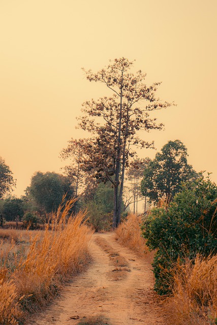 Free Dirt Road Pathway photo and picture