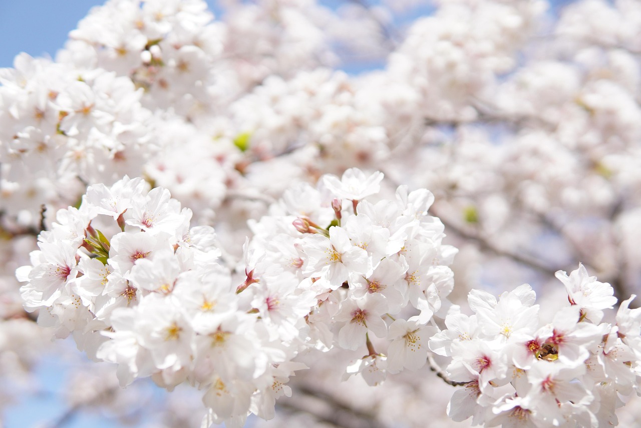 Japanese Cherry Blossoms - free online jigsaw puzzle photo