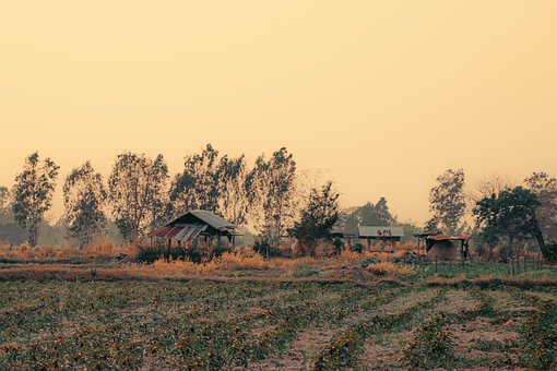 Free Cornfield Countryside photo and picture