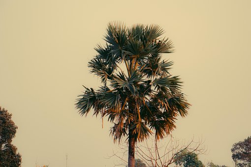 Free Field Countryside photo and picture