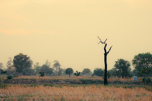Free Cornfield Countryside photo and picture