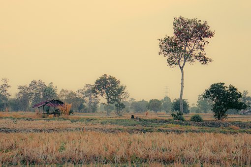 Free Cornfield Countryside photo and picture