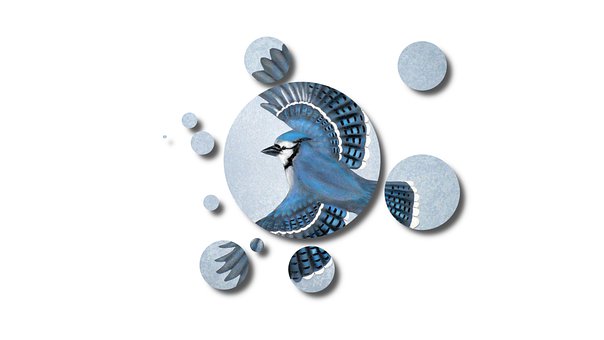 Free Blue Jay Bird illustration and picture