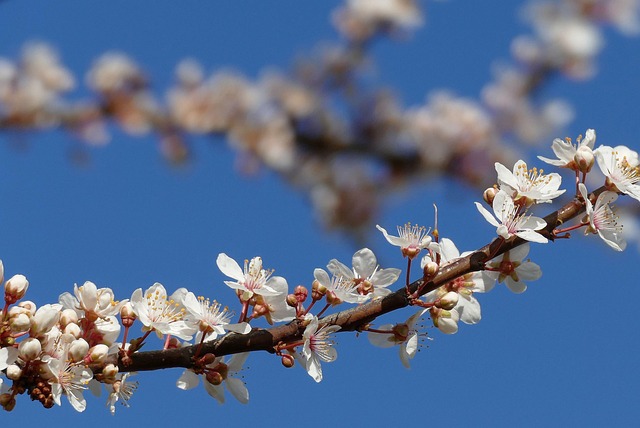 Free Plum Blossom Flowers photo and picture