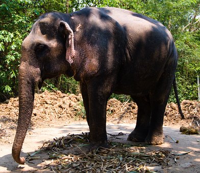 Free Elephant Animal photo and picture