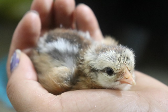 Free Chick Animal photo and picture