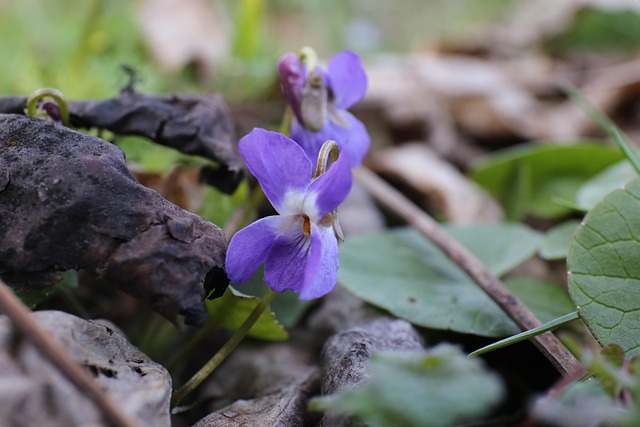 Free Violet Spring Flower photo and picture