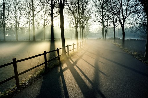 Mlha, Park, Plot, Stromy, Siluety, Stíny