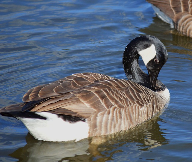 鹅 加拿大鹅 野鹅 Branta - Pixabay上的免费照片 - Pixabay