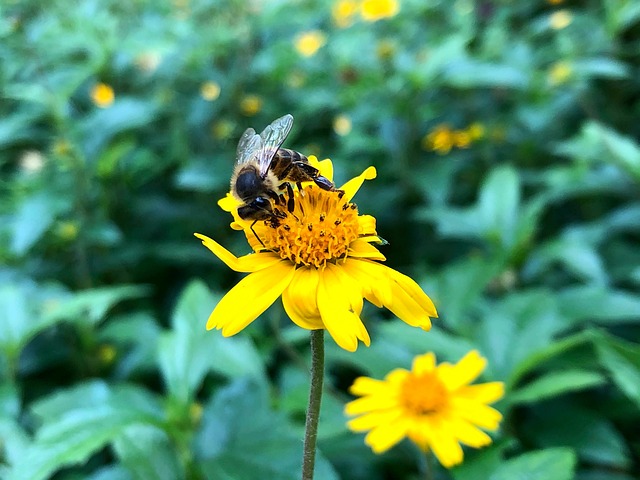 Bee Nectar Pollination - Free photo on Pixabay - Pixabay