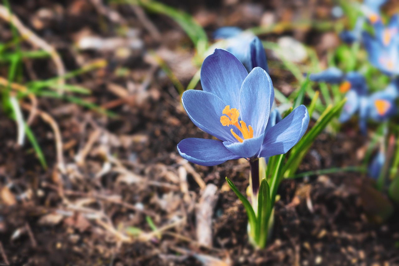 Crocus Flower Blue Free photo on Pixabay Pixabay