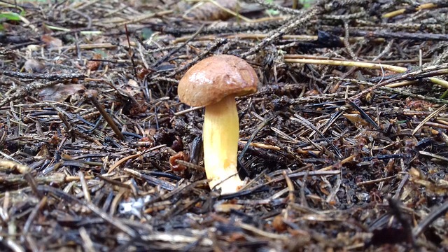 Free Mushroom Mushrooms photo and picture