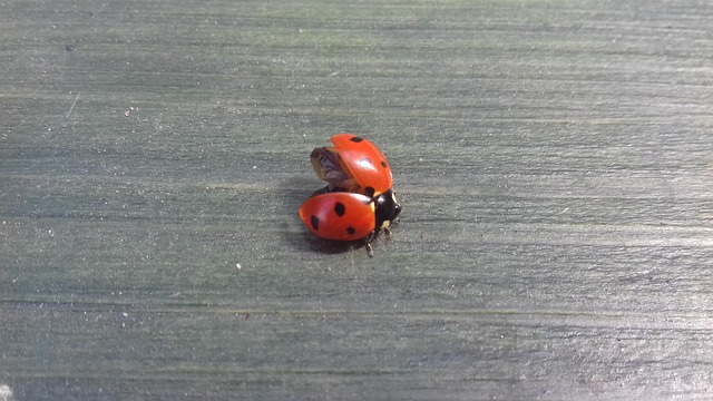 Free Ladybug Rafters photo and picture