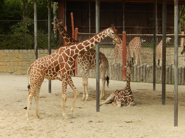Free Giraffe Giraffes photo and picture