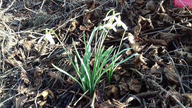 Free Snowdrop Spring photo and picture