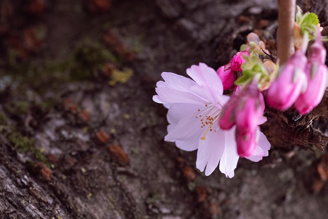 Sakura, Třešeň, Růžový, Jaro, Japonsko