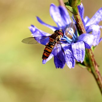 Free Hoverfly Insect photo and picture