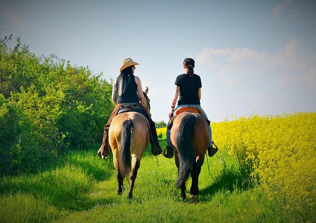 Pferde, Frauen, Reiten, Weg, Wiese