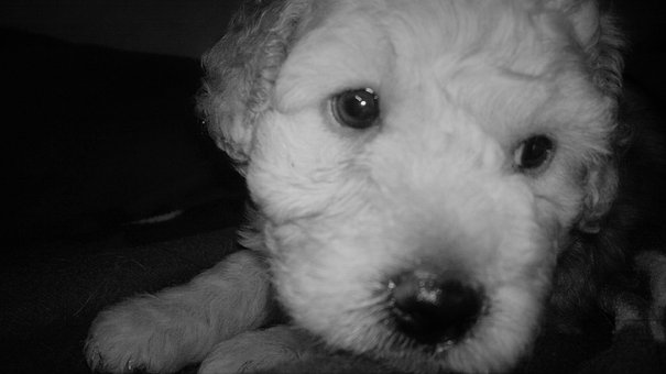 Free Puppy Adorable photo and picture