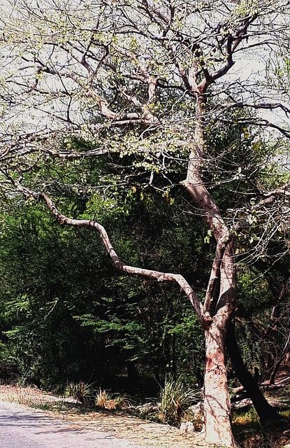 Natur, Arjuna Træ, Træ