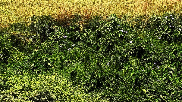 Høst, Blomster, Forår