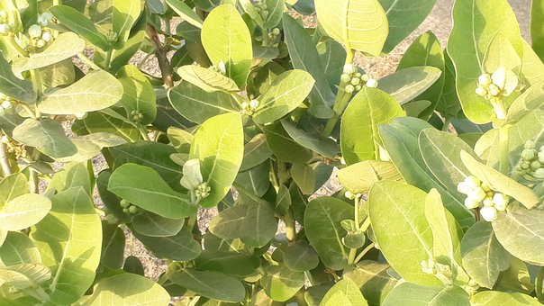 Calotropis Gigantea, Akda, Plante