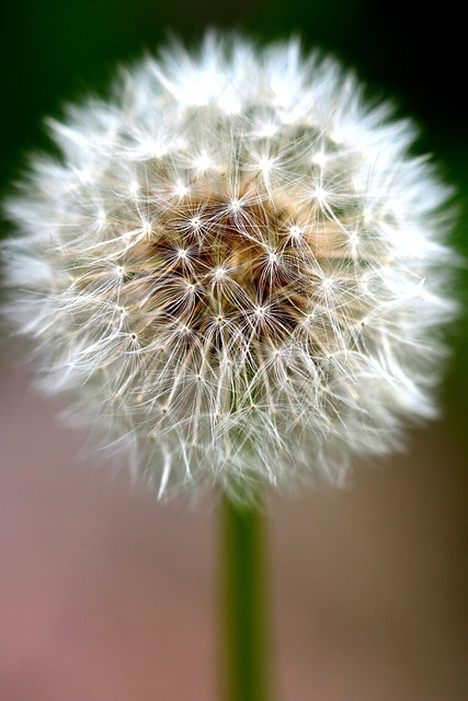 Free Dandelion Plant photo and picture