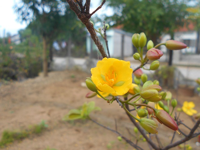 Free Yellow Apricot Spring photo and picture