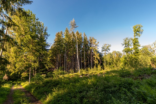 Free Forest Heaven photo and picture