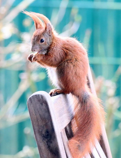 Eichhörnchen 자연 Tiere - Pixabay의 무료 사진 - Pixabay