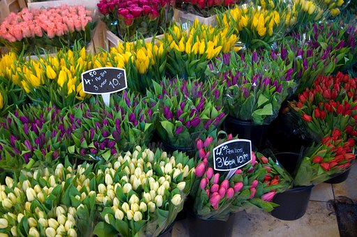 Free Tulips Garden photo and picture
