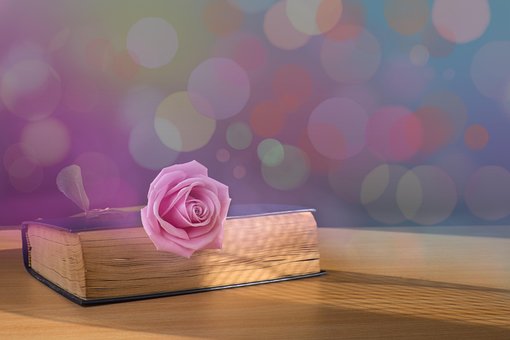Rosa, Bokeh, Livro, Flor, Ainda Vida