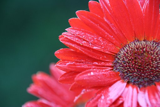 Free Gerbera Flower Background photo and picture