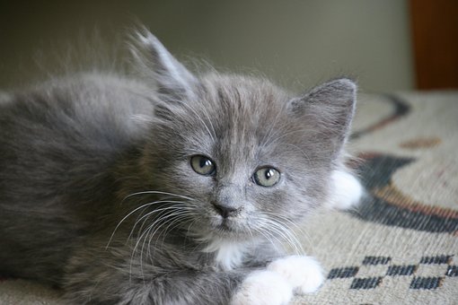 Free Cat Kitten photo and picture