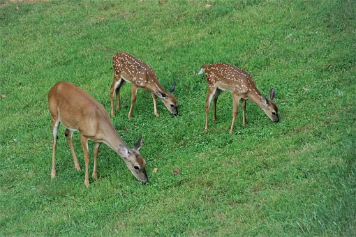 Free Deer Doe photo and picture