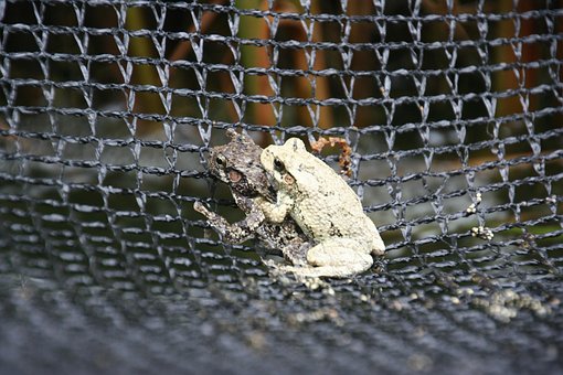 Free Toads Frogs photo and picture