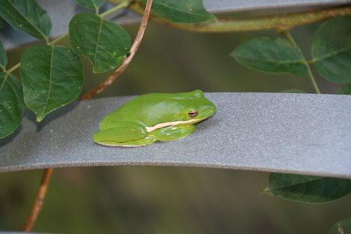 Free Frog Tree photo and picture