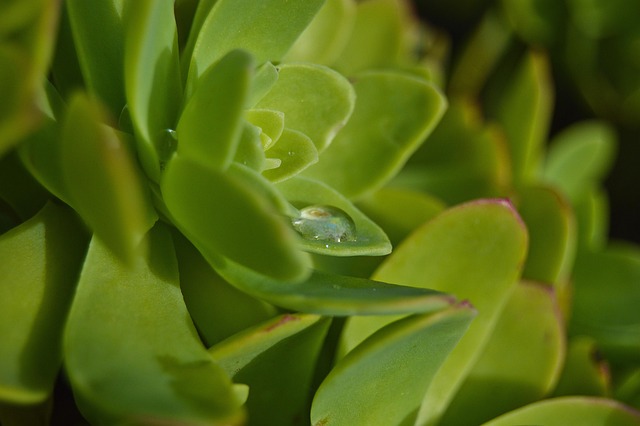 Poste De Garde Fleur L'Eau - Photo gratuite sur Pixabay - Pixabay