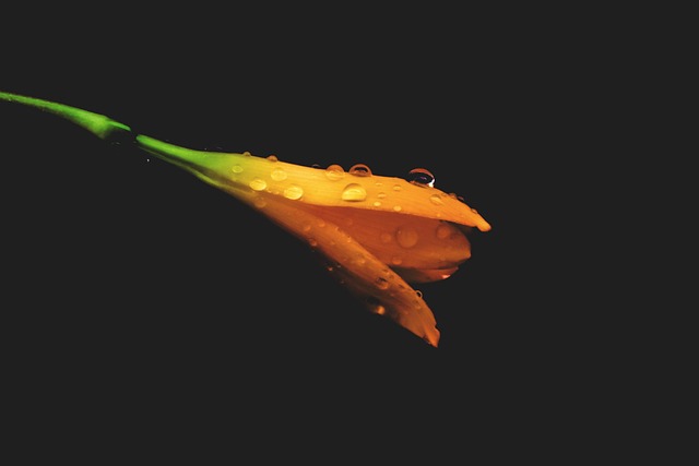 Free Flower Drops photo and picture