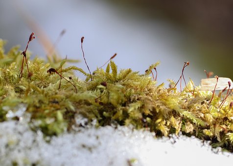 Musgo, Planta, Hielo, Escarcha, Nieve