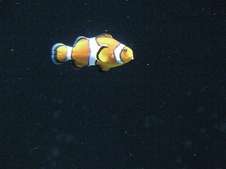 Mar, Naturaleza, Agua, Oceano