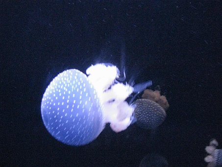 Mar, Naturaleza, Agua, Oceano