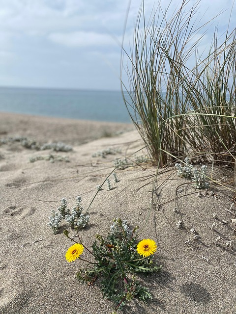 Free Sand Dunes Beach photo and picture
