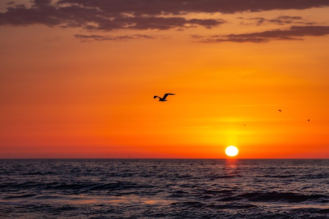Måge, Hav, Solnedgang, Flyvende, Fugl